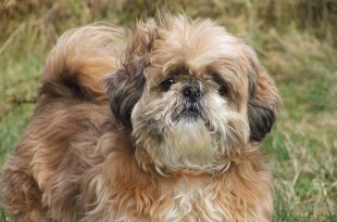 shih-tzu