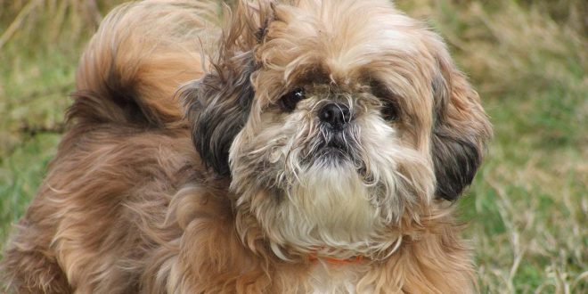 shih-tzu