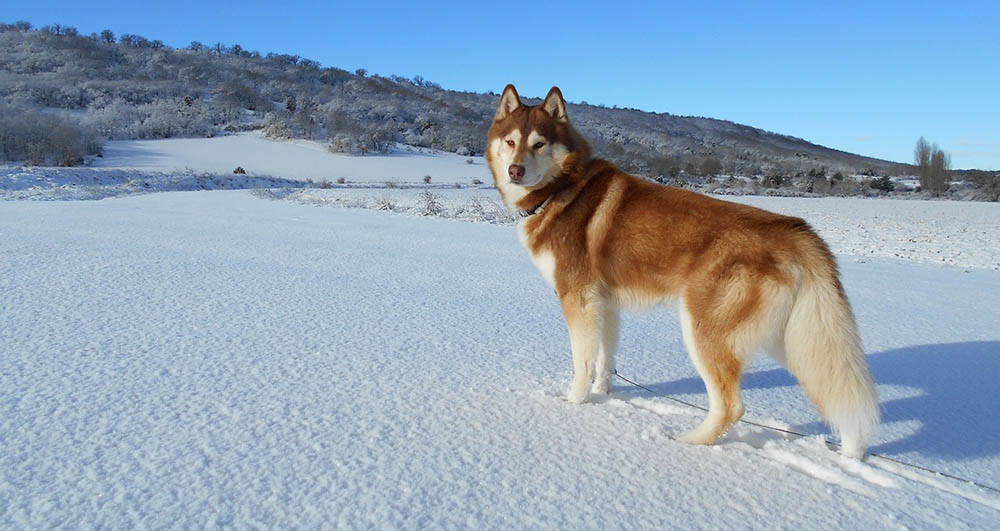 husky de sibérie