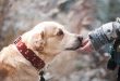 assurance-animal-compagnie