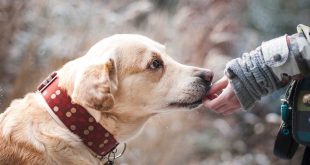 assurance-animal-compagnie