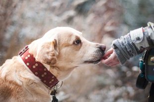 assurance-animal-compagnie