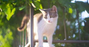 chat-balcon