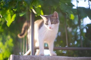 chat-balcon